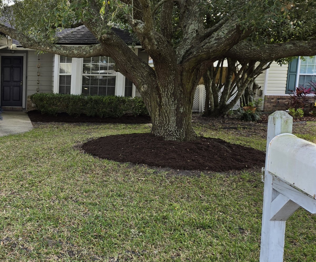 A neat mulch ring around a large front-yard oak tree